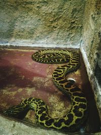 Close-up of crocodile on wall
