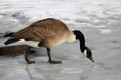 Side view of a bird on beach
