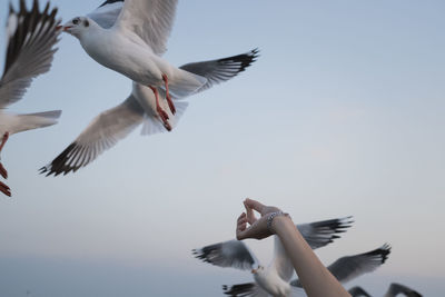 Low angle view of seagulls flying against sky