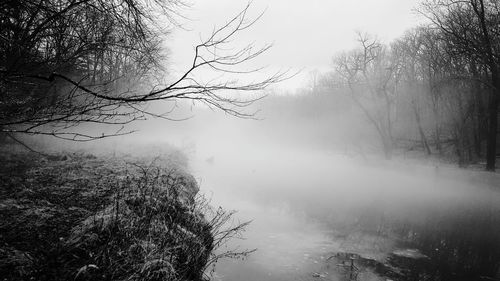 Scenic view of tree in foggy weather