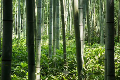 Full frame shot of bamboo plants in forest