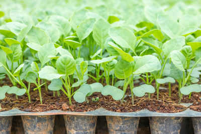 Close-up of fresh vegetables in field