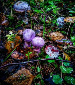 High angle view of mushrooms growing on field