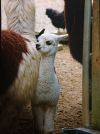 View of two alpacas in their territory 