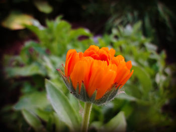 Close-up of orange flowers blooming outdoors