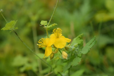 Close-up of yellow flowers blooming outdoors