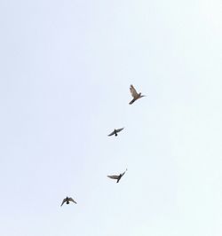 Low angle view of birds flying in sky