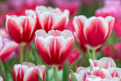 Close-up of pink tulips