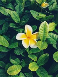 Close-up of yellow flowering plant