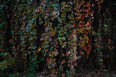 Full frame shot of multi colored plants