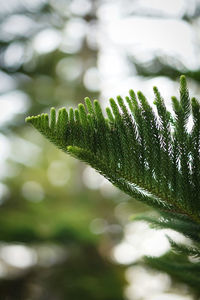 Close-up of plant