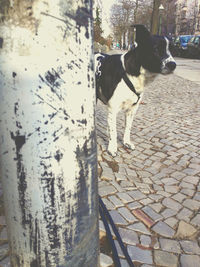 Close-up of dog
