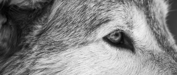 Close-up of a horse