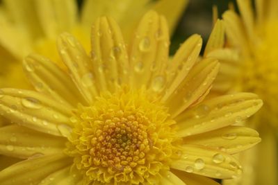 Close-up of wet yellow flower