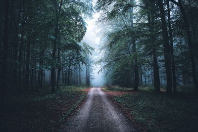 Road amidst trees in forest