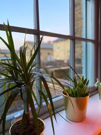 Close-up of potted plant on window sill