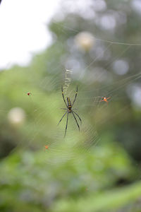 Close-up of spider on web