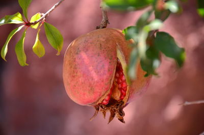 Close-up of pomegranate growing on tree 