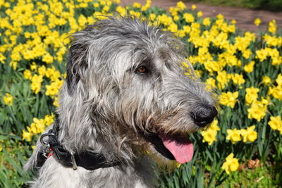Close-up of dog with yellow flowers