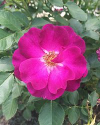 Close-up of pink flowers