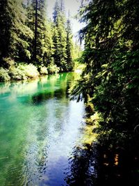 Reflection of trees in water
