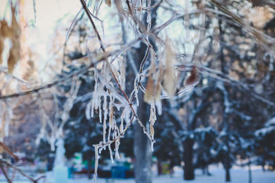 Close-up of frozen bare tree during winter