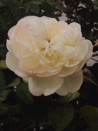 Close-up of white rose blooming outdoors