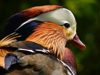The male mandarin duck is extremely colorful