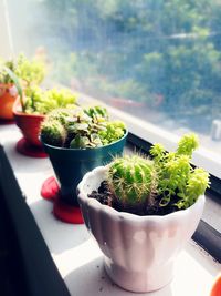 Close-up of potted plant on window sill