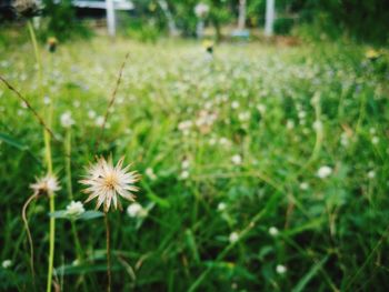 Close-up of flower growing in field