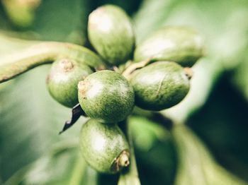 Close-up of fresh green tree