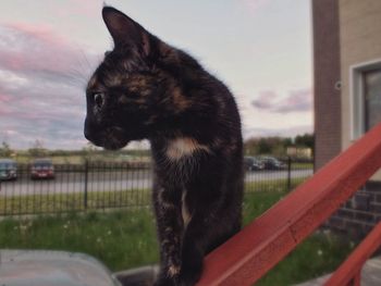 Close-up of a cat looking away