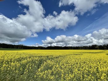 Scenic view of oilseed rape field against sky