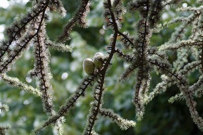 Close-up of frozen plant