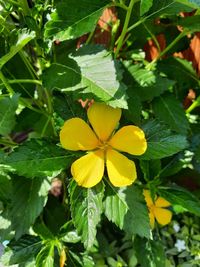 Close-up of yellow flowering plant