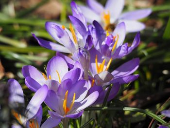 Close-up of purple flower