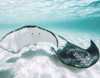 Close-up of stingrays swimming in sea