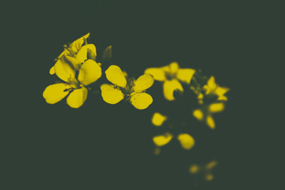 Close-up of yellow leaves against black background