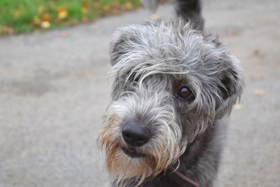 Close-up portrait of dog