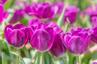 Close-up of pink tulips