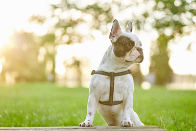Dog looking away on field