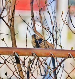 Low angle view of bird perching on tree against sky