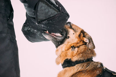 Close-up of dog against white background