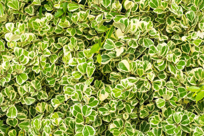 Full frame shot of leaves