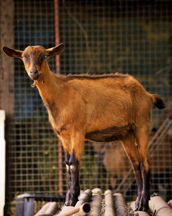 Portrait of brown goat at farm