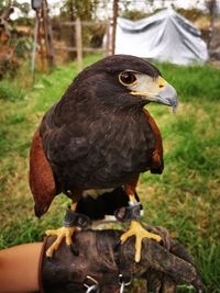 Close-up of bird perching on field