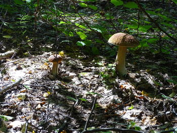 Close-up of mushroom growing on field