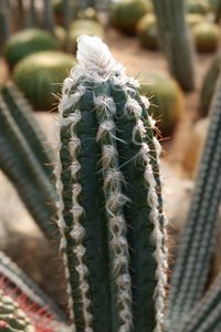 Close-up of cactus