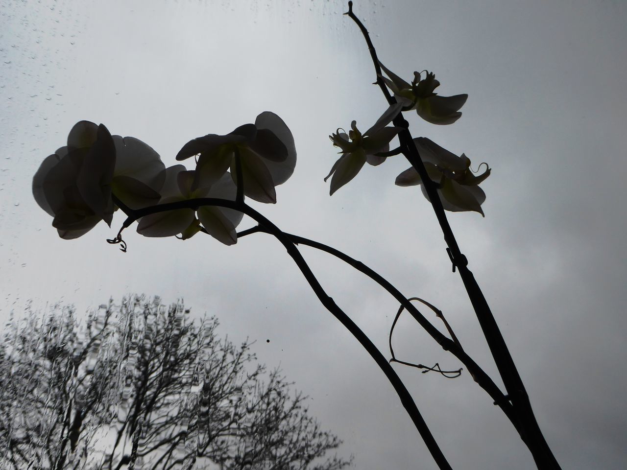 low angle view, no people, sky, nature, growth, tree, day, outdoors, branch, beauty in nature, close-up