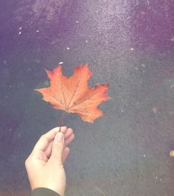 Close-up of hand holding maple leaves